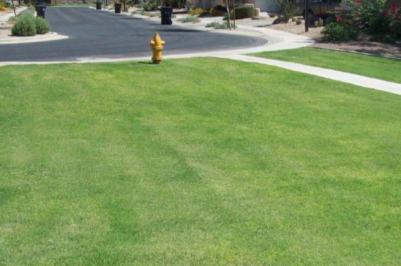 Rejuvenated Bermuda (1 year)