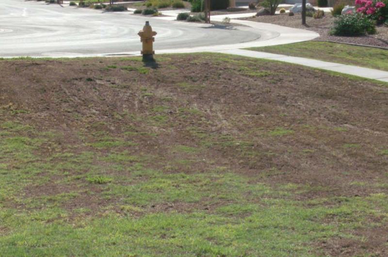 Overseeding Damage