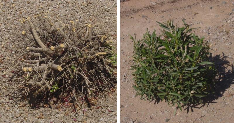 Some shrubs will need to be seasonally pruned back to their base in order to regrow properly in a given space while others only need to be reduced by 30-50% and will retain foliage during their dormant period.