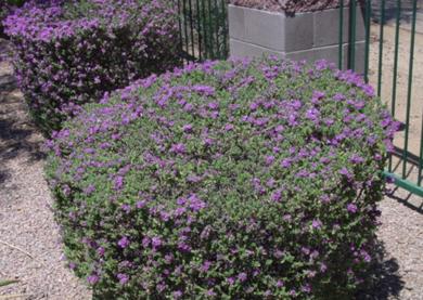 Seasonal Rejuvenation Pruning