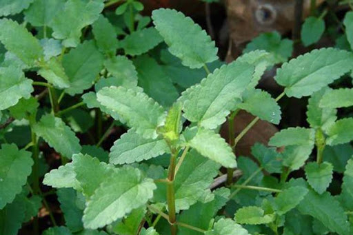 Broadleaf Weed