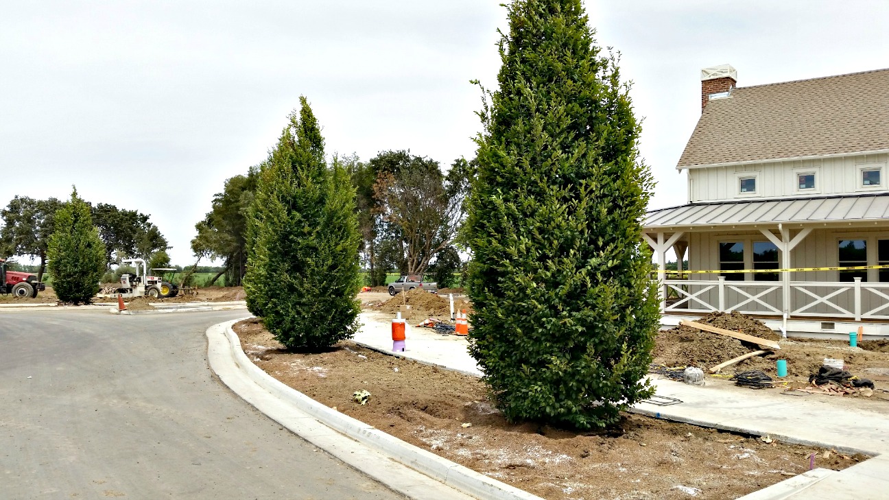 BrightView installs infrastructures, streetscapes, and more at the Cannery.