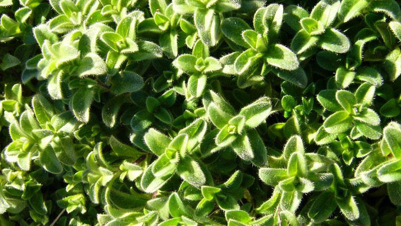 Chickweed