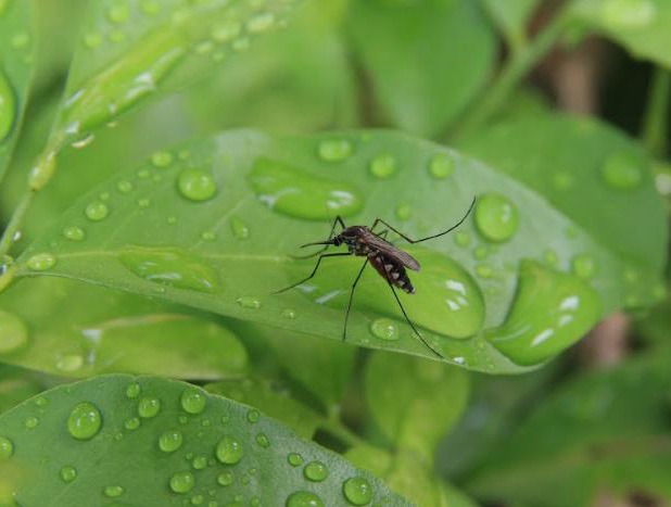 Mosquito left