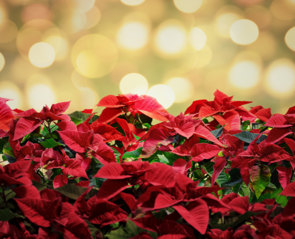 Seasonal plants include poinsettias, bromeliads & amaryllis.