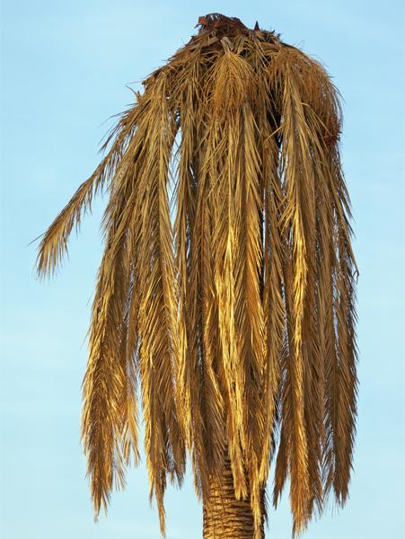 Diseased Canary Island Palm