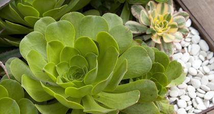 Dought-Aware Landscape Design