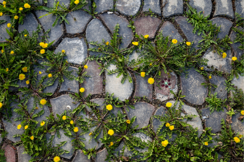 Effective Weed Control Methods