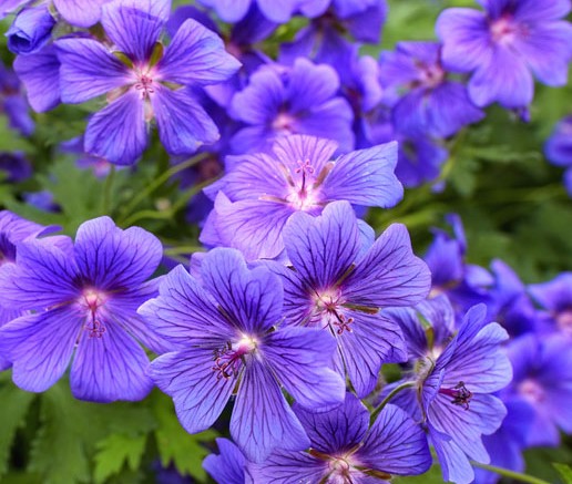 Geraniums pop with color