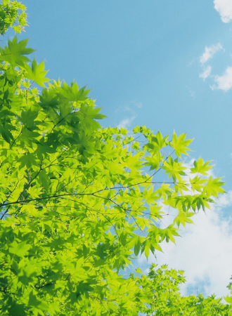Healthy Tree