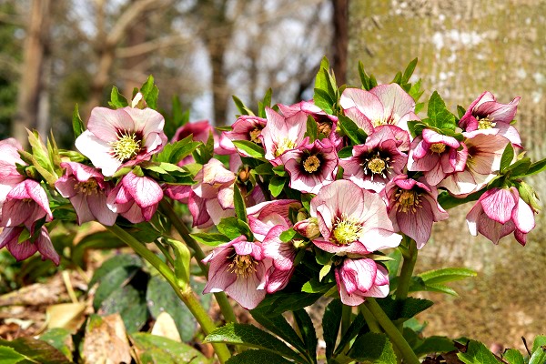 Hellebores plant