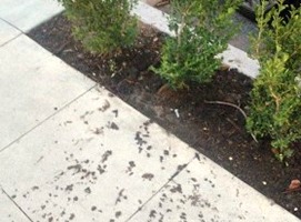 Irrigation leak alluvial pattern sidewalk