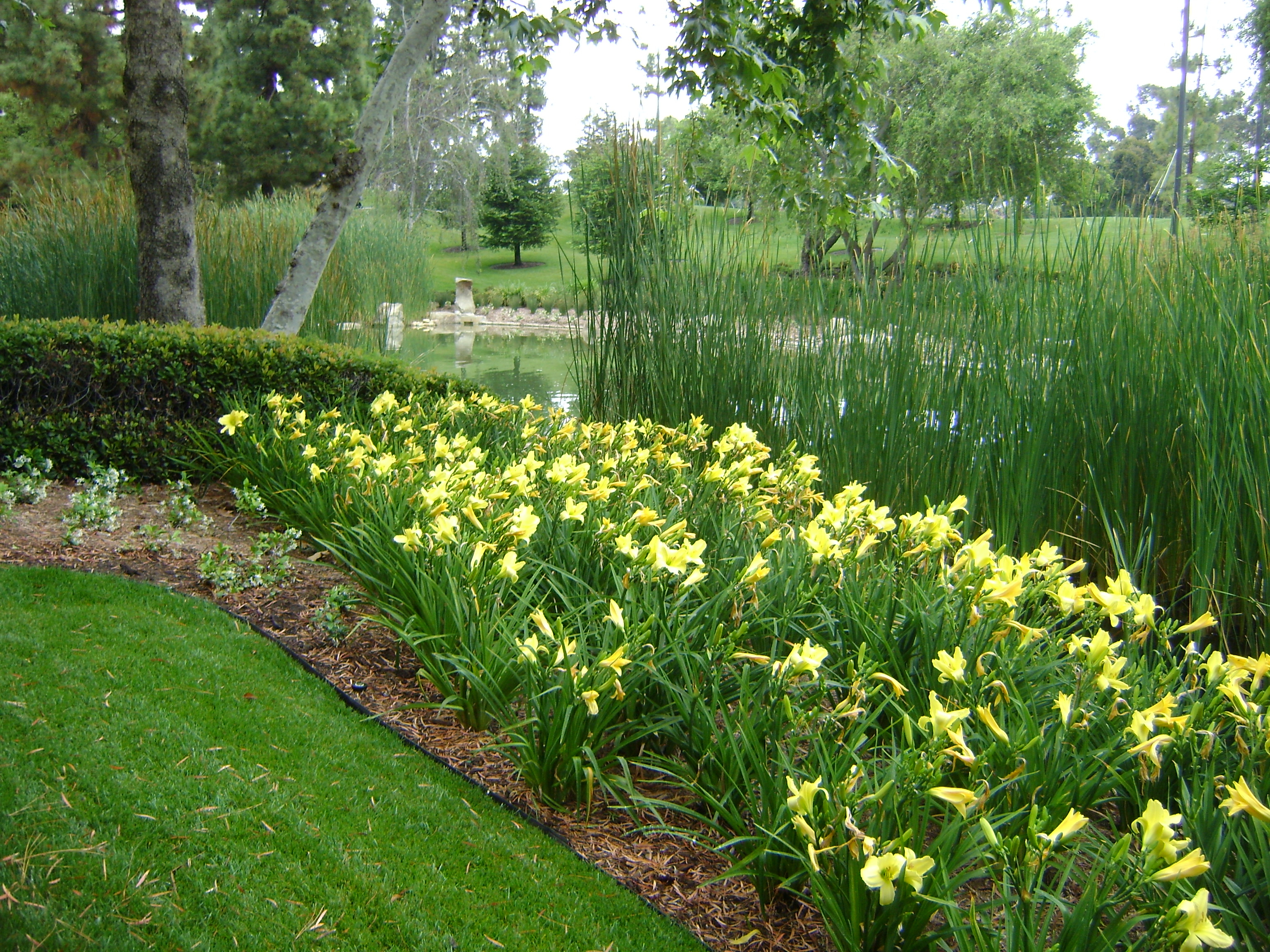 Order Spring Flower Bulbs in the Summer