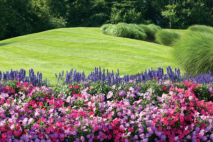 Summer flowers adds a variety of color