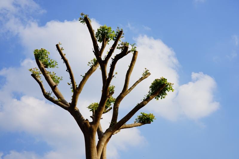 Over Pruned & Topped Tree