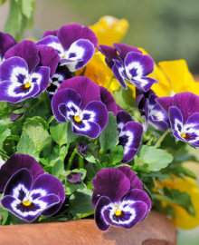 Potted Purple Pansies