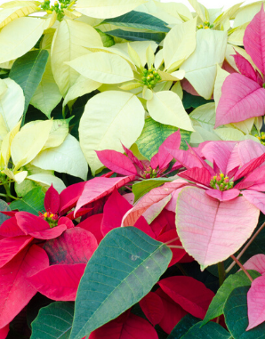 Little Known Facts about Poinsettias
