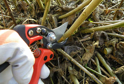 Dormant Tree Pruning