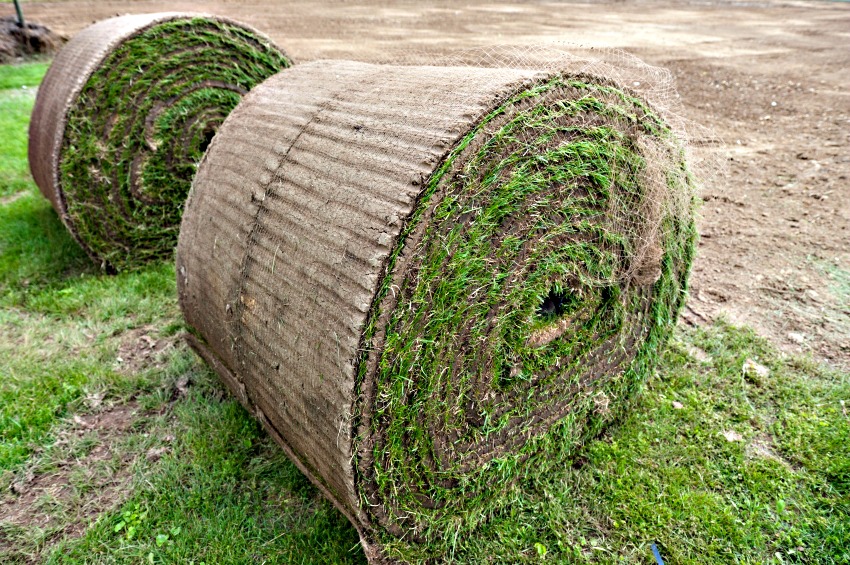Turf renovation