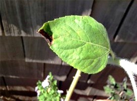 Rescue your overwatered plants