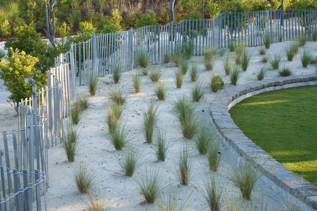 salt tolerant plants