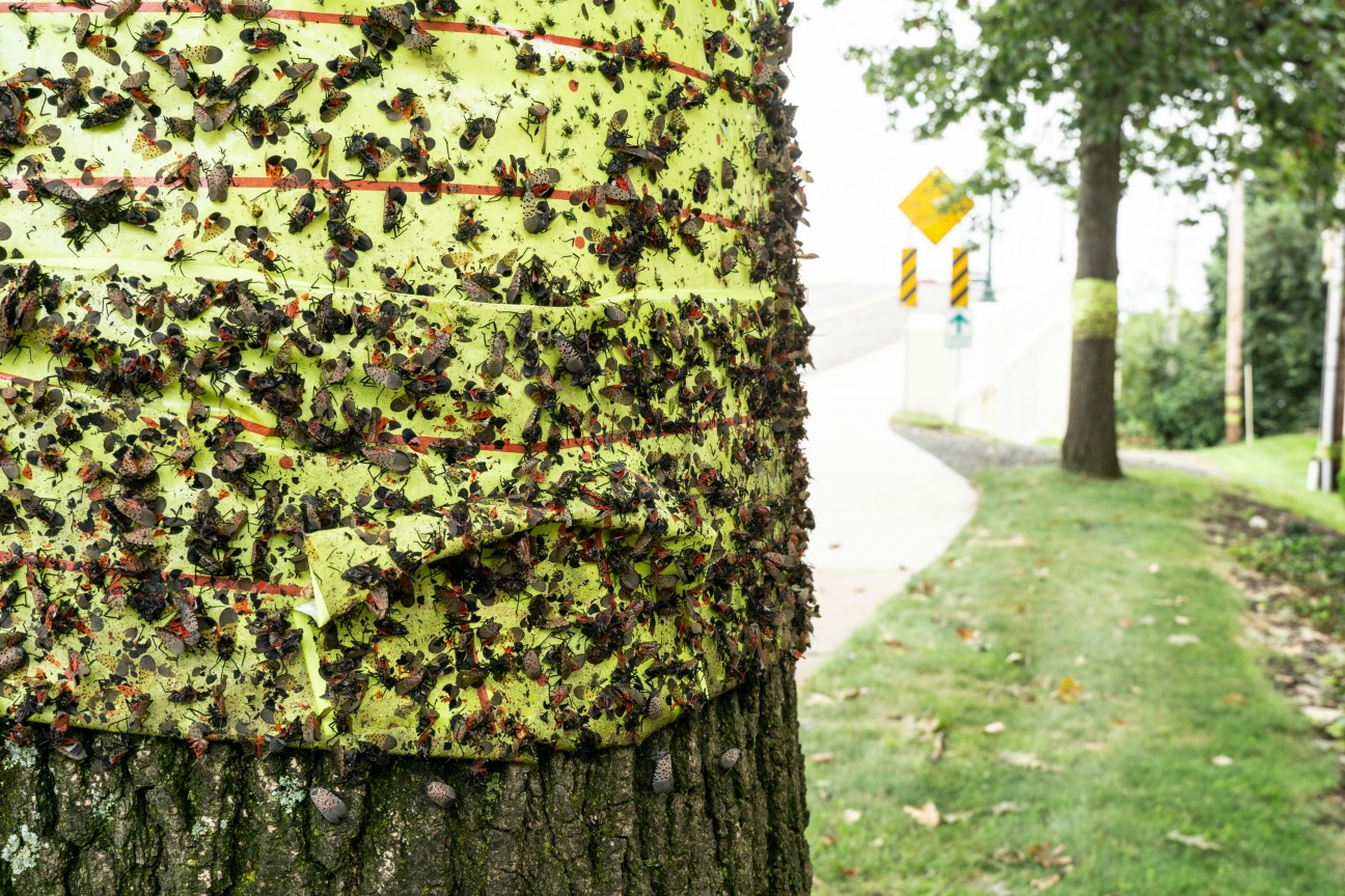 Spotted Lanternfly Quarantine