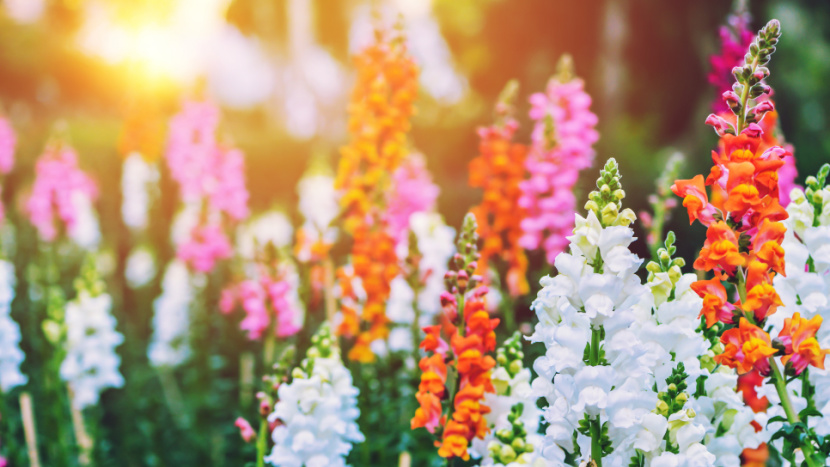 Summer Annual - Snapdragons