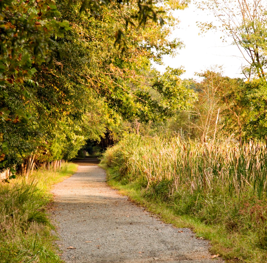 Ticks Hide in Tall grass Near Concrete Path