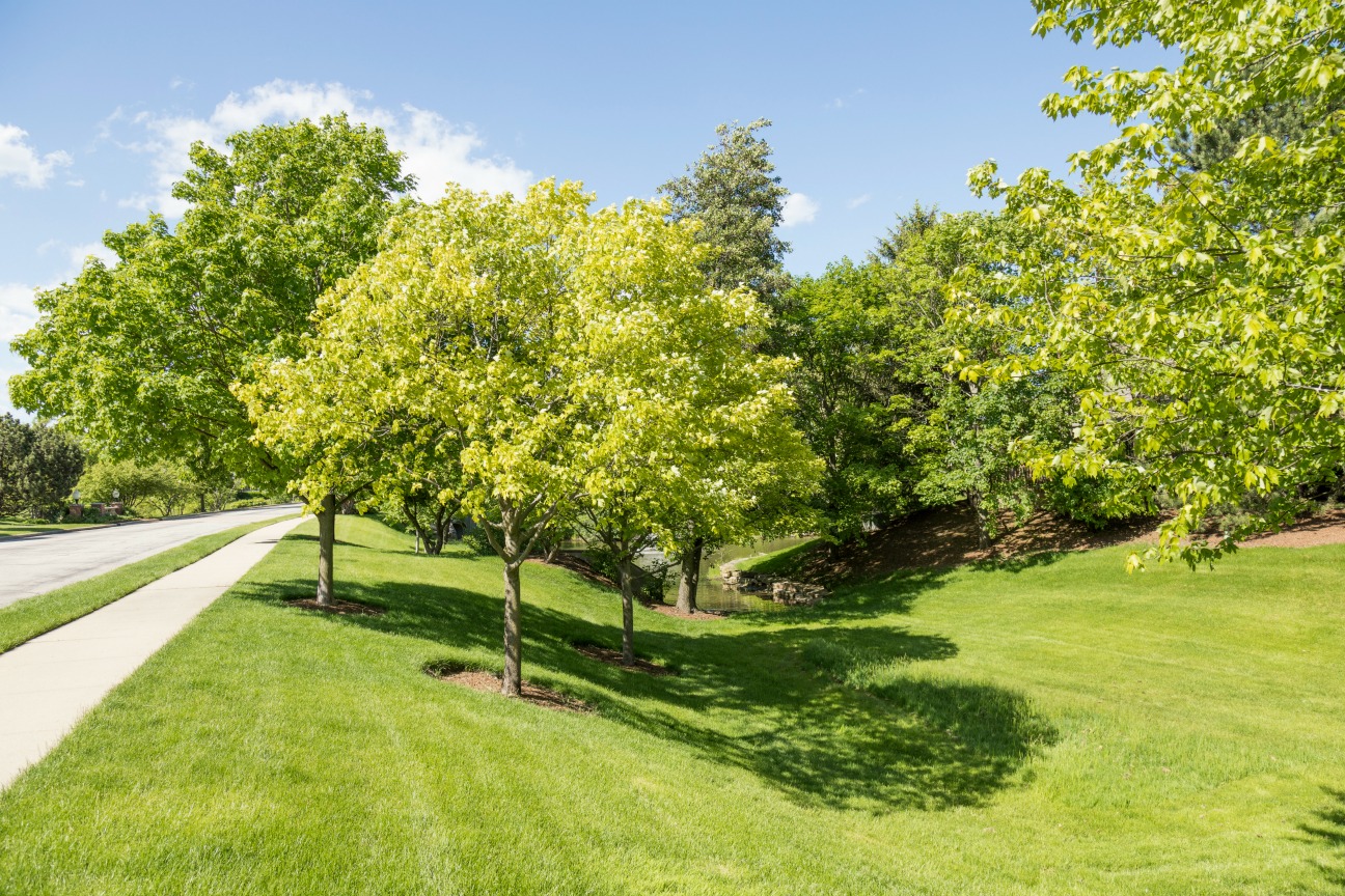 Trees Help Fight Carbon Emissions