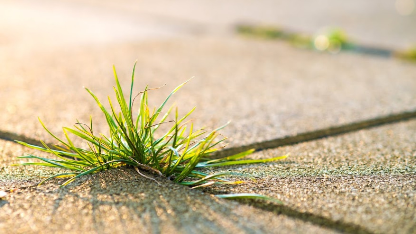 Weed Management & Prevention