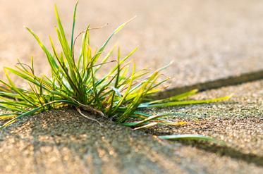 Weed Prevention and Control