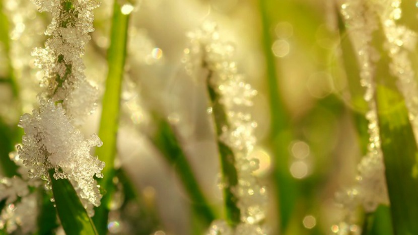 frozen grass