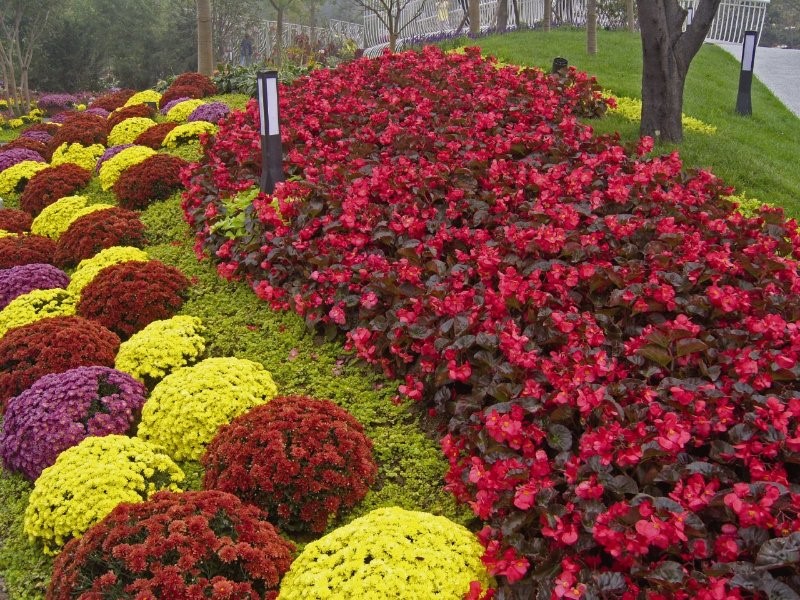 Fall Displays of Mums and Begonias