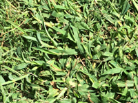Crabgrass