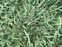 Dallisgrass