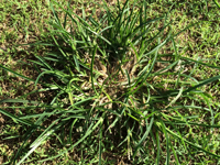 Goosegrass