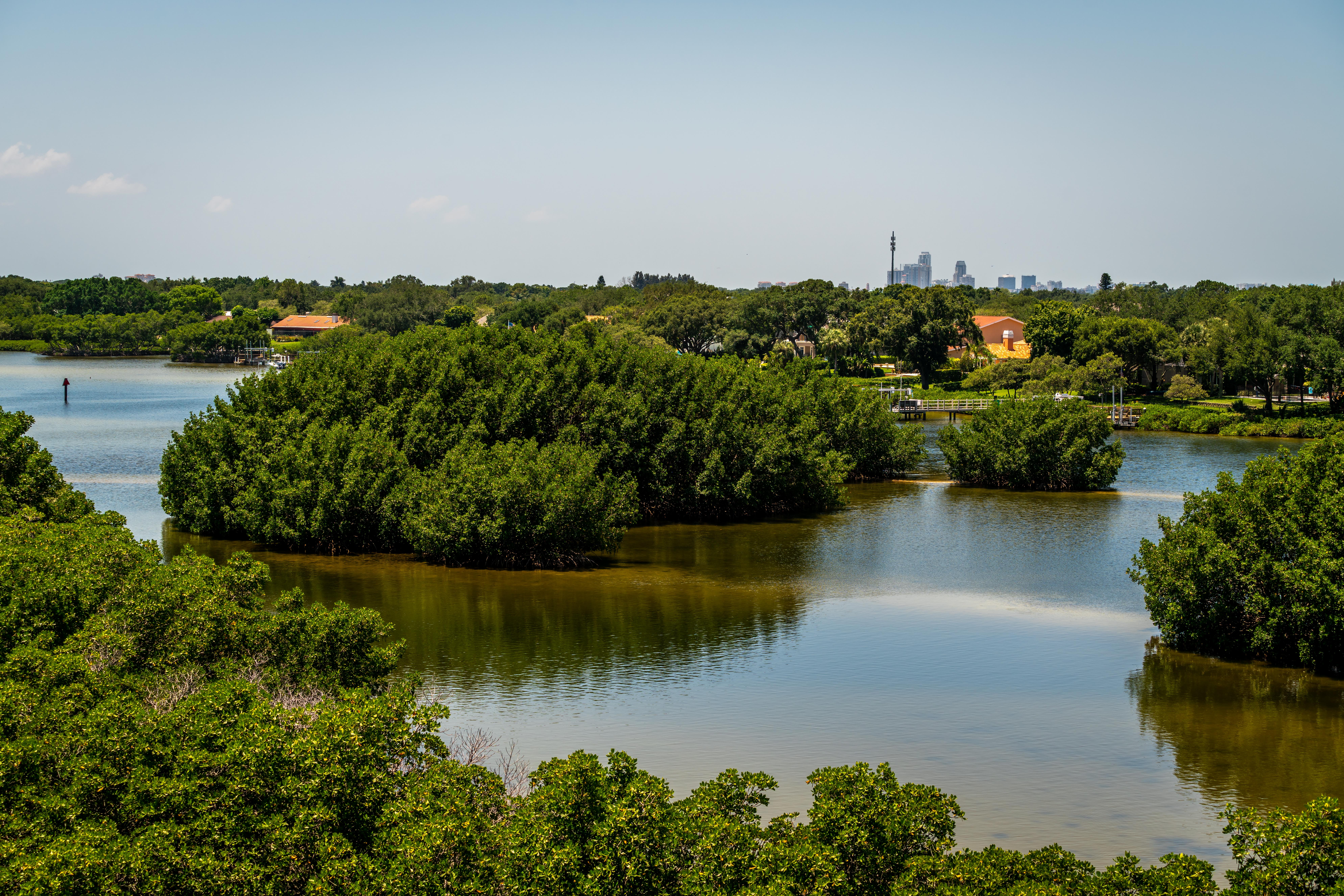 Mangroves are vital to Florida's ecosystem