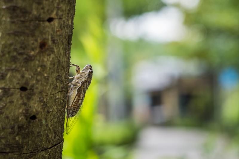 Cicadas