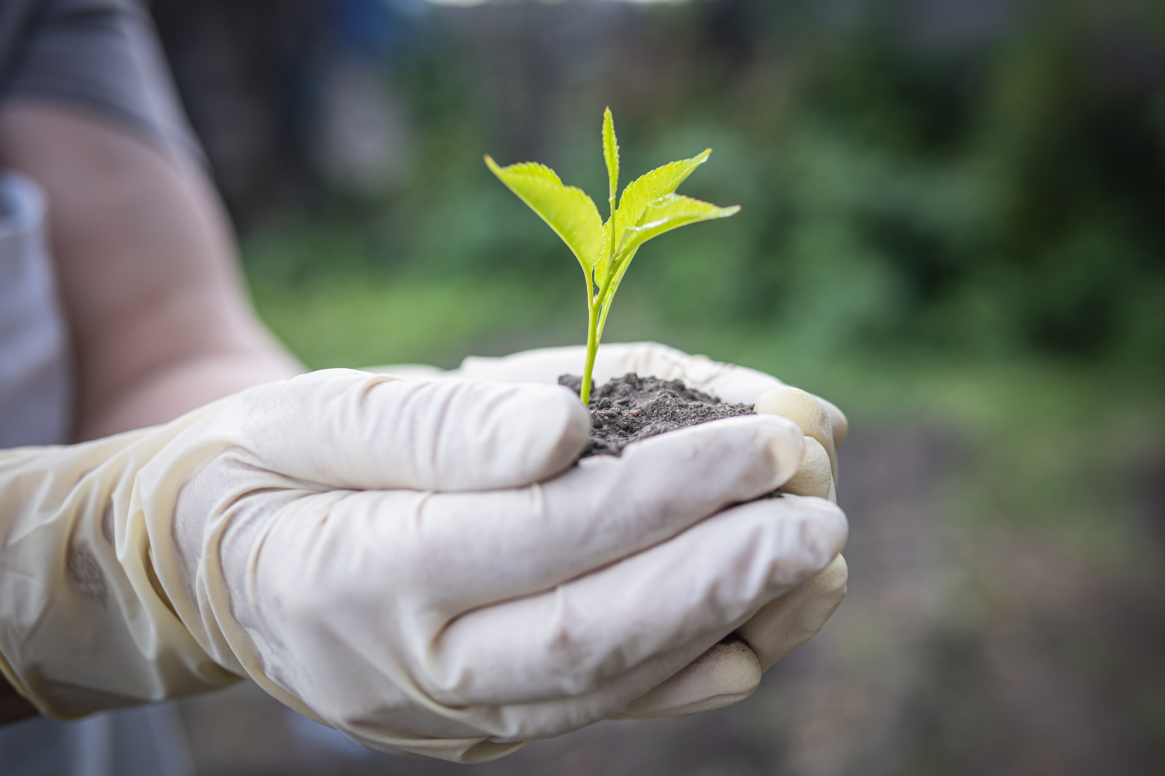 Customized fertilization enhances garden vibrancy