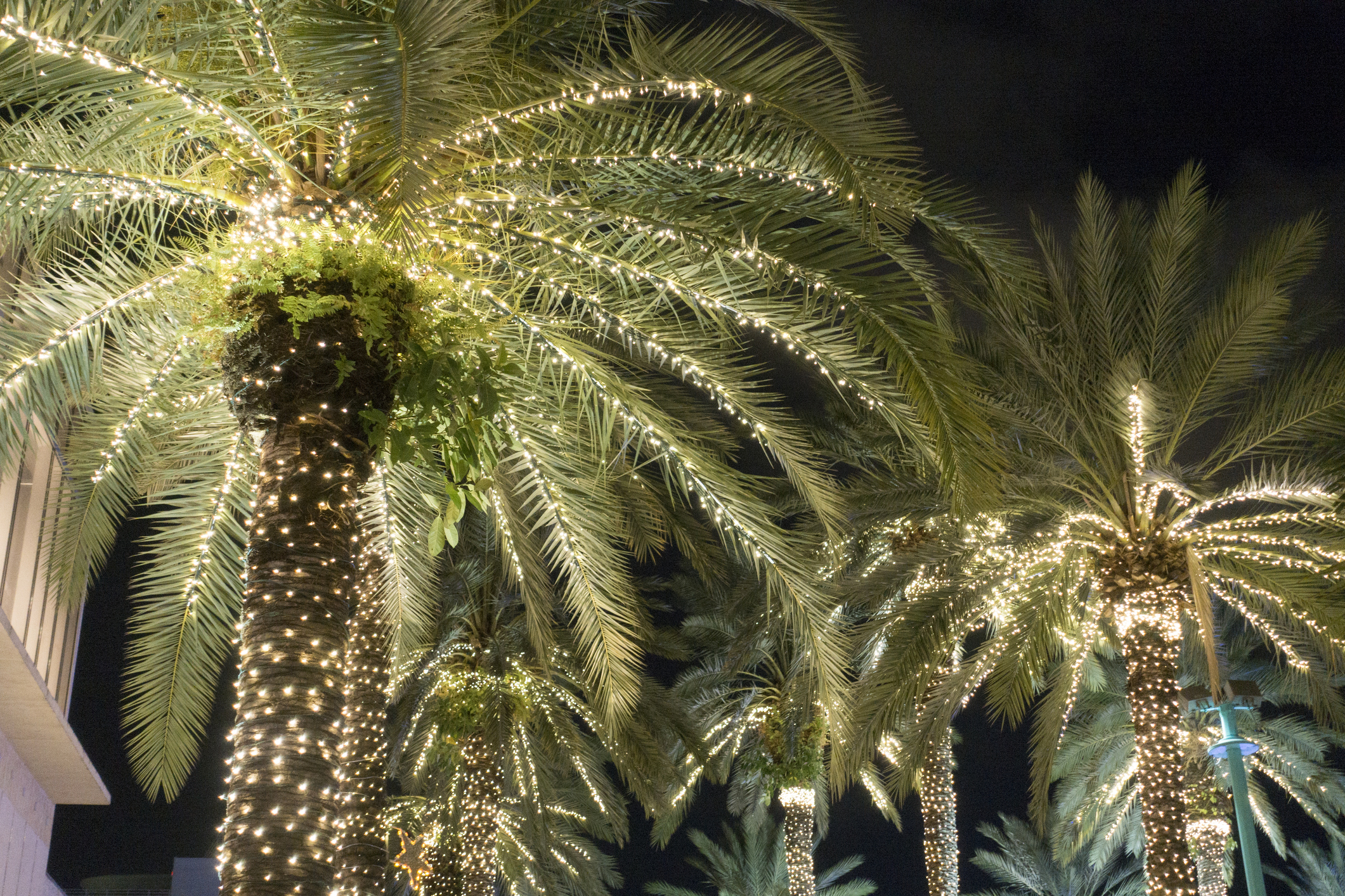 Decorate Palms Trees Instead of Pine