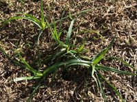 Nutsedge