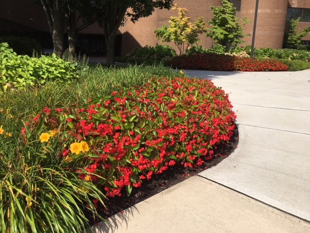 Ornamental Bushes