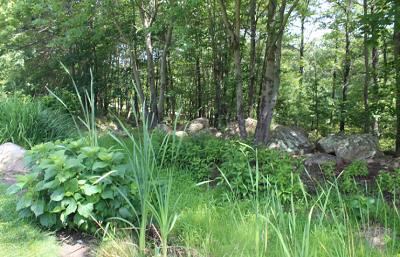 Rain Garden