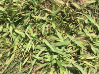 Torpedograss