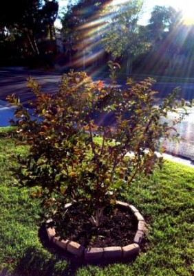 Water Management for Trees