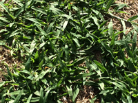 Tropical Signalgrass