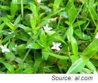 Virginia Buttonweed