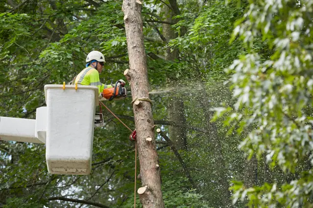 Phoenix, AZ Tree Care Services