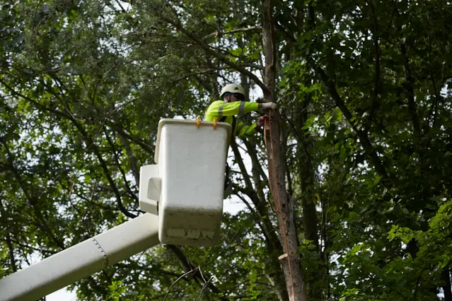 Tree Care In Phoenix, AZ