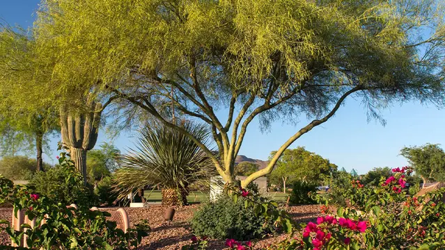 Arizona Tree_3